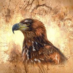Eagle Portrait | Obraz na stenu