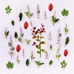 Herbs | Obraz na stenu
