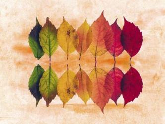 Color Of Autumn | Obraz na stenu