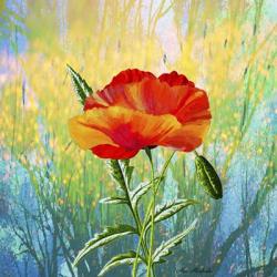 Poppy Flower | Obraz na stenu