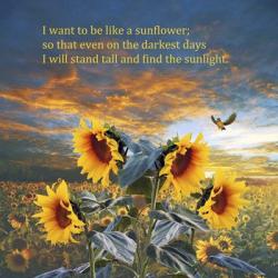 I Want to be a Sunflower | Obraz na stenu