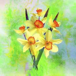 Daffodil Flowers | Obraz na stenu