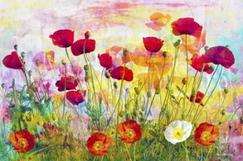 Poppies | Obraz na stenu