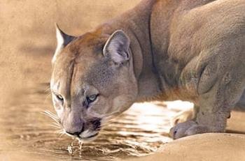 Cougar Drinking Water | Obraz na stenu