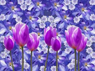 Purple Tulips | Obraz na stenu