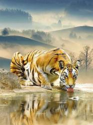 Tiger Drinking Water | Obraz na stenu