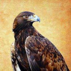 Eagle King | Obraz na stenu