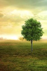 Lone Green Tree | Obraz na stenu