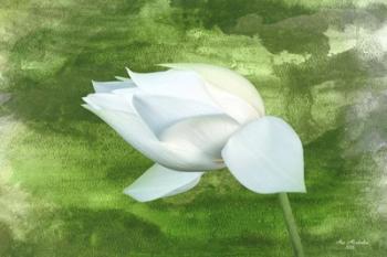 White Lotus | Obraz na stenu