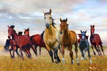 Wild Horses In Nature | Obraz na stenu