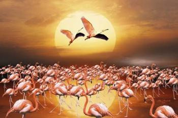 Flamingo Land 2D | Obraz na stenu