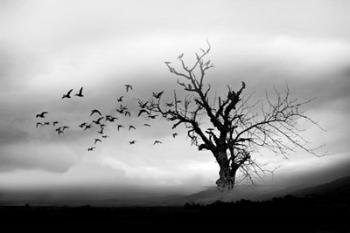 Lone Tree And Birds | Obraz na stenu