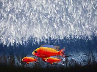 Red Fish 3 | Obraz na stenu