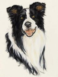 Border Collie | Obraz na stenu