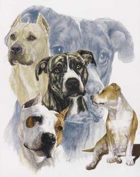American Staffordshire Terrier | Obraz na stenu