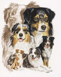 Australian Shepherds | Obraz na stenu