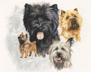 Cairn Terrier | Obraz na stenu