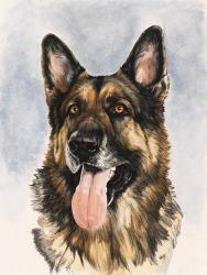 German Shepherd | Obraz na stenu