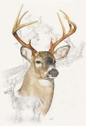 White Tailed Deer | Obraz na stenu