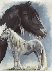 Gypsy Cob | Obraz na stenu