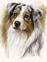 Australian Shepherd | Obraz na stenu