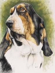 Basset Hound | Obraz na stenu