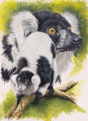 Black & White Lemur | Obraz na stenu