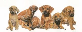 Rhodisian Ridgeback Puppies | Obraz na stenu