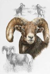 Big Horn Sheep | Obraz na stenu