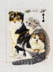 Scottish Fold | Obraz na stenu