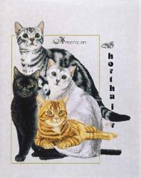 American Shorthair | Obraz na stenu