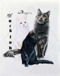 Turkish Angora | Obraz na stenu