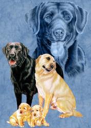 Labrador Retrievers | Obraz na stenu