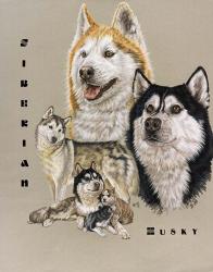 Siberian Husky | Obraz na stenu