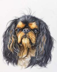 King Charles Spaniel | Obraz na stenu