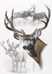 Mule Deer | Obraz na stenu