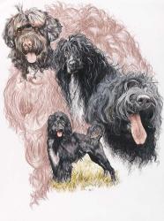 Portuguese Water Dog | Obraz na stenu