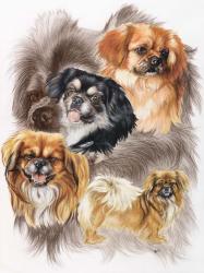 Tibetan Spaniel | Obraz na stenu