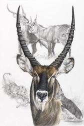 Waterbuck | Obraz na stenu