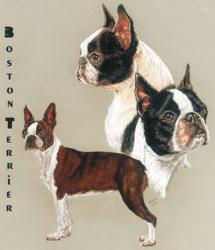 Boston Terrier | Obraz na stenu