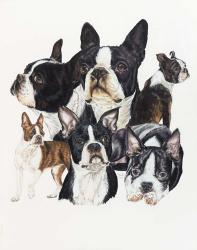 Boston Terrier | Obraz na stenu