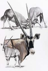 Gemsbok | Obraz na stenu