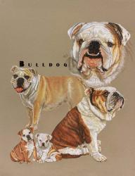 Bulldog | Obraz na stenu