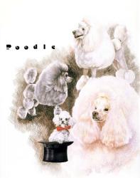 Poodle 2 | Obraz na stenu