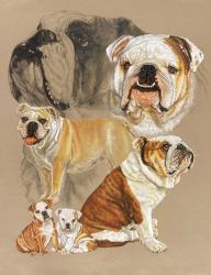 English Bulldog | Obraz na stenu