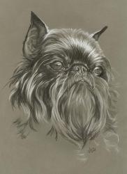 Brussels Griffon | Obraz na stenu