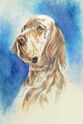 English Setter | Obraz na stenu