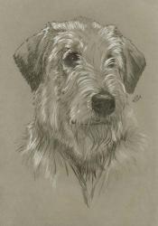 Irish Wolfhound | Obraz na stenu