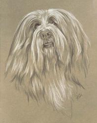 Bearded Collie | Obraz na stenu