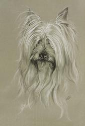 Silky Terrier | Obraz na stenu